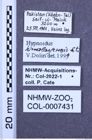 Etiketten zu Hypnoidus himalayensis (NHMW-ZOO-COL-0007431)